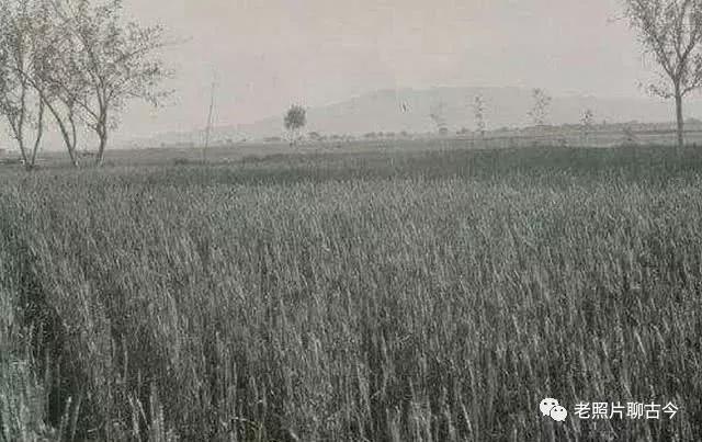 100多年前的老照片，记录了清朝末年的中国农村