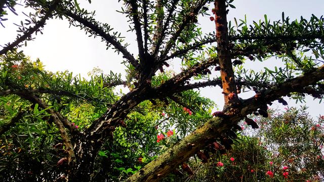 名贵叉叶木，法国传教士引种，湛江现存只有五棵，见证历史风雨