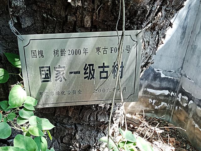滕州市羊庄镇薛河村的二千年古槐